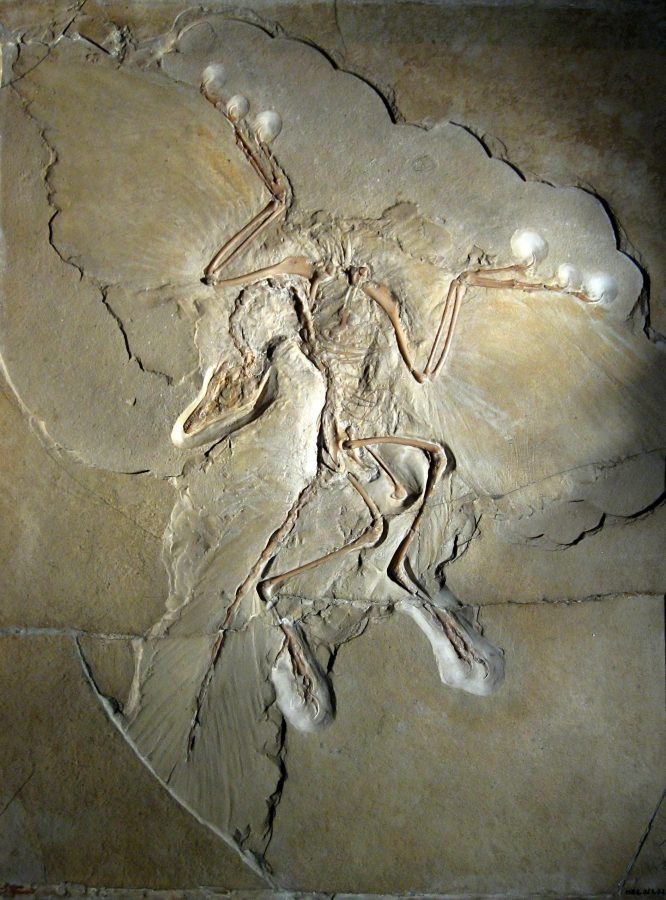 Archaeopteryx lithographica v Museum für Naturkunde in Berlin